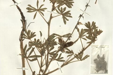 Lupinus pilosus L.  -  RO-HSepv 15224 photo