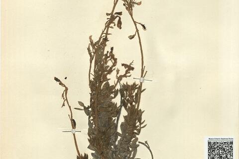 Adenocarpus argyrophyllus (Rivas Goday) Rivas-Martínez  -  RO-HSepv 11314 photo