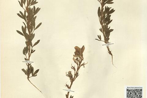 Adenocarpus argyrophyllus (Rivas Goday) Rivas-Martínez  -  RO-HSepv 11315 photo