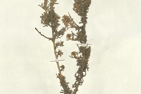 Adenocarpus bacquei Batt. & Pitard  -  RO-HSepv 13198 photo