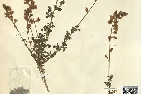 Adenocarpus complicatus (L.) Gay subsp. complicatus  -  RO-HSepv 11316 photo