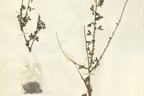 Adenocarpus complicatus (L.) Gay subsp. complicatus  -  RO-HSepv 11317 - immagine 2