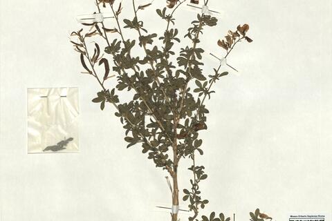 Adenocarpus complicatus (L.) Gay subsp. complicatus  -  RO-HSepv 17036 photo