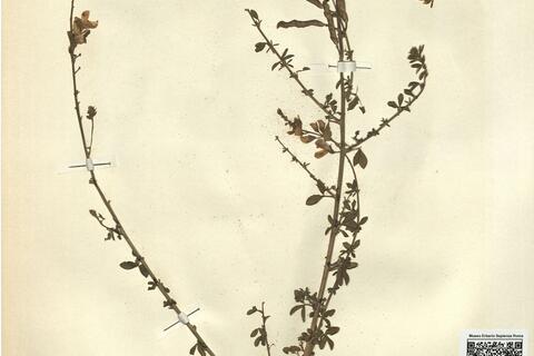 Adenocarpus complicatus (L.) Gay subsp. lainzii Castroviejo ^ -  RO-HSepv 11318 photo