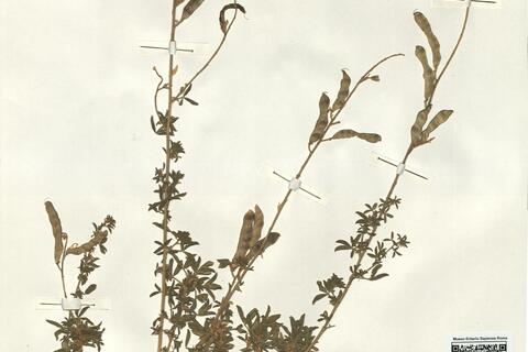 Adenocarpus complicatus (L.) J. Gay subsp. aureus (Cav.) Vicioso -  RO-HSepv 14139 photo