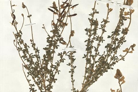 Adenocarpus complicatus (L.) J. Gay subsp. aureus (Cav.) Vicioso -  RO-HSepv 19078 photo