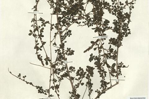 Adenocarpus complicatus (L.) J. Gay subsp. lainzii Castroviejo -  RO-HSepv 13199 photo