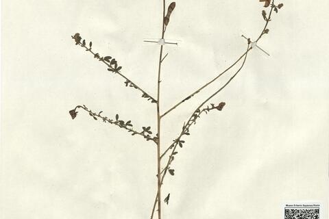 Adenocarpus complicatus (L.) J. Gay subsp. lainzii Castroviejo -  RO-HSepv 13200 photo