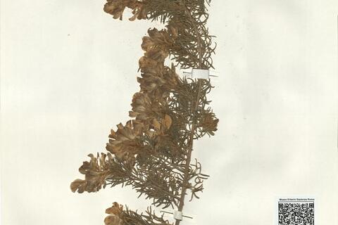 Adenocarpus decorticans Boiss. -  RO-HSepv 16132 photo