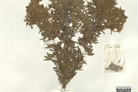 Adenocarpus hispanicus (Lam.) DC. subsp. gredensis Rivas-Martínez & Belmonte ^ -  RO-HSepv 15170 photo