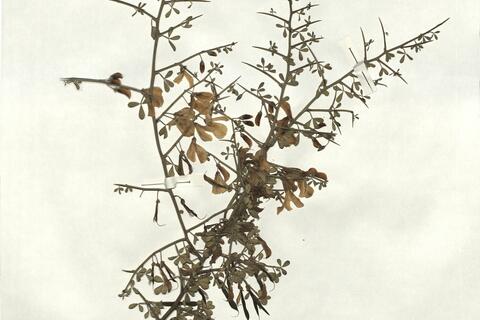 Calicotome spinosa (L.) Link subsp. spinosa -  RO-HSepv 17062 photo