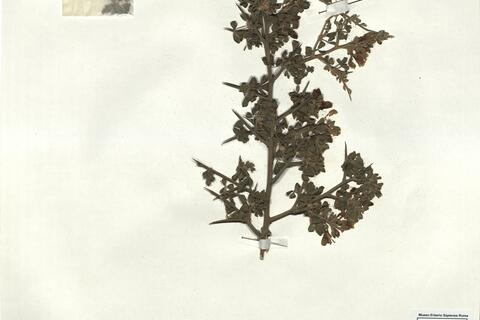 Calicotome villosa (Poir.) Link  -  RO-HSepv 18055 photo