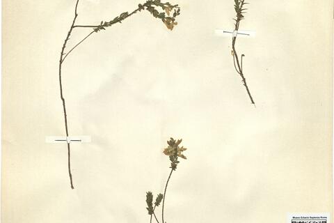 Genista anglica L. -  RO-HSepv 11341 photo