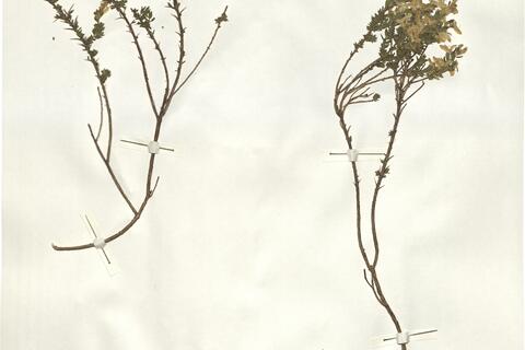 Genista anglica L. -  RO-HSepv 15207 photo