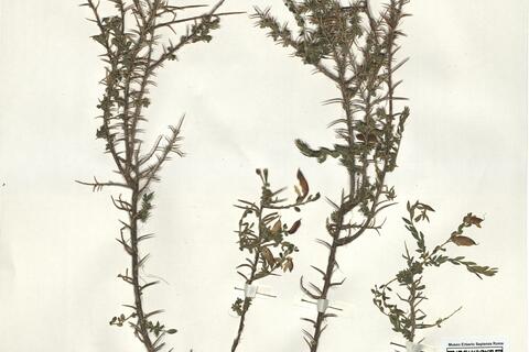 Genista anglica L. -  RO-HSepv 16153 photo