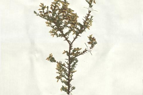 Genista anglica L. -  RO-HSepv 17077 photo