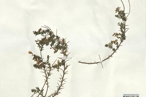 Genista anglica L. -  RO-HSepv 18066 - immagine 2