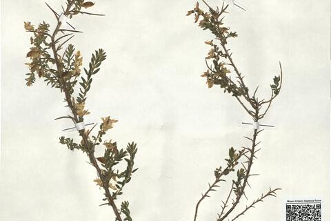 Genista anglica L. -  RO-HSepv 18066 photo