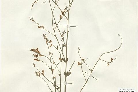 Gonocytisus angulatus (L.) Spach -  RO-HSepv 11361 photo