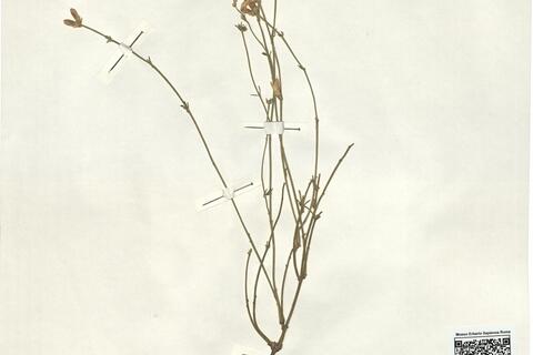 Genista aucheri Boiss. -  RO-HSepv 11342 photo