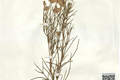 Echinospartum barnardesii (Graells) Rothm. subsp. barnardesii -  RO-HSepv 17076 photo