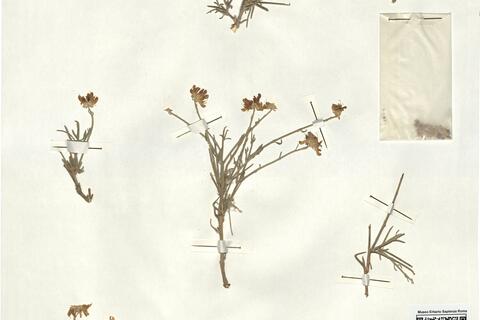 Genista capitellata Coss. -  RO-HSepv 17078 photo