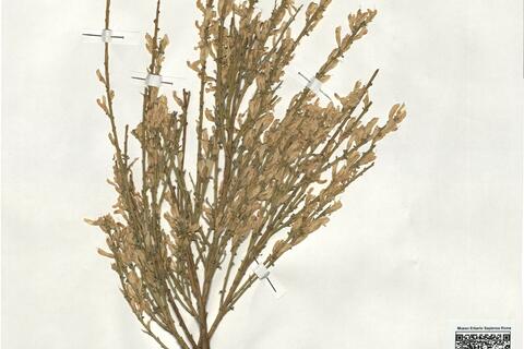 Genista cinerascens Lange -  RO-HSepv 19112 photo