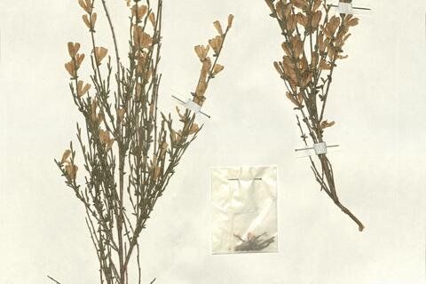 Genista cinerea (Vill.) DC. subsp. ausetana O. Bolós & Vigo  -  RO-HSepv 13227 photo