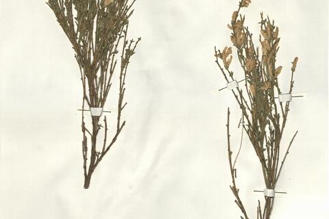 Genista cinerea (Vill.) DC. subsp. ausetana O. Bolós & Vigo  -  RO-HSepv 15208 photo