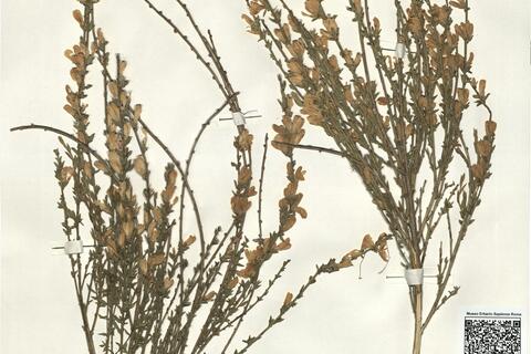 Genista cinerea (Vill.) DC. subsp. ausetana O. Bolós & Vigo ^ -  RO-HSepv 16154 photo