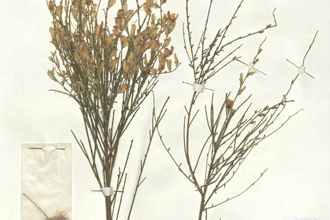 Genista cinerea (Vill.) DC. subsp. murcica (Coss.) Cantó & M. J. Sánchez ^ -  RO-HSepv 17079 photo