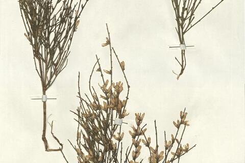 Genista cinerea (Vill.) DC. subsp. speciosa Rivas Goday & T. Losa ^ -  RO-HSepv 13228 photo