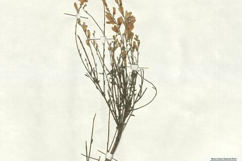 Genista cinerea (Vill.) DC. subsp. speciosa Rivas-Goday & T. Losa ex Rivas-Martínez & al. -  RO-HSepv 17080 photo