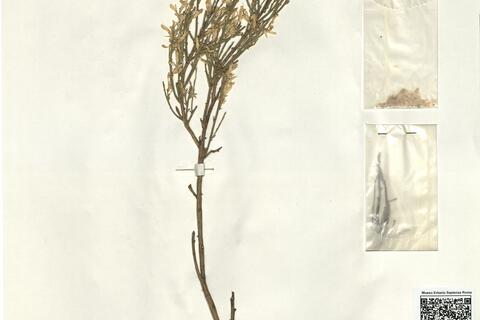 Genista cinerea (Vill.) DC. subsp. speciosa Rivas-Goday & T. Lose (sic) ex Rivas-Martínez & al. -  RO-HSepv 16155 photo