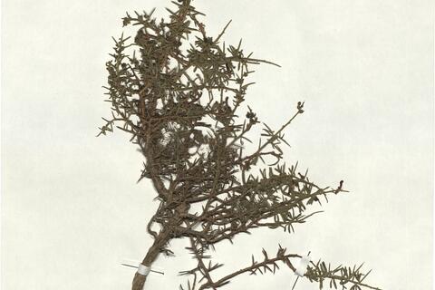 Genista cupanii Guss. -  RO-HSepv 18068 photo
