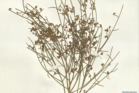 Retama dasycarpa Coss. -  RO-HSepv 14214 photo