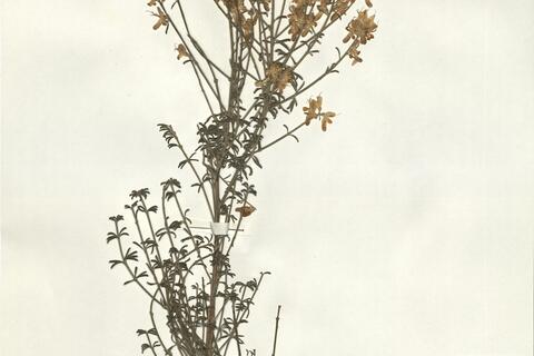 Genista dorycniifolia Font Quer -  RO-HSepv 15209 photo