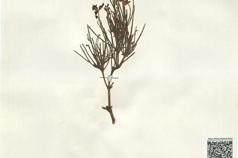 Genista dorycniifolia Font Quer subsp. grosii (Font Quer) Font Quer -  RO-HSepv 16156 photo