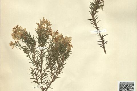 Genista erioclada Spach subsp. atlantica (Spach) Maire var. atlantica -  RO-HSepv 11343 photo