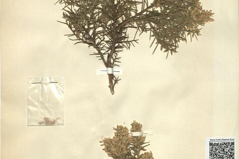 Genista erioclada Spach subsp. erioclada  -  RO-HSepv 11344 photo