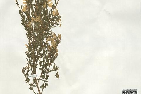 Genista florida L. -  RO-HSepv 19113 photo