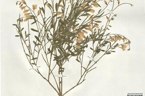 Genista florida L. -  RO-HSepv 19114 photo