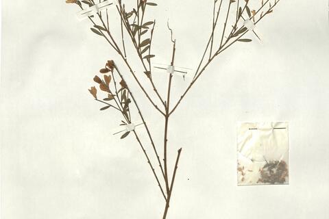 Genista florida L.  -  RO-HSepv 17081 photo