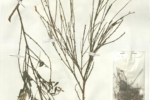 Genista florida L. subsp. florida  -  RO-HSepv 18069 photo