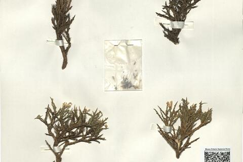 Genista gadorensis Uribe-Echebarria & Urrutia ^ -  RO-HSepv 16157 photo