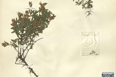 Genista germanica L. -  RO-HSepv 12254 photo