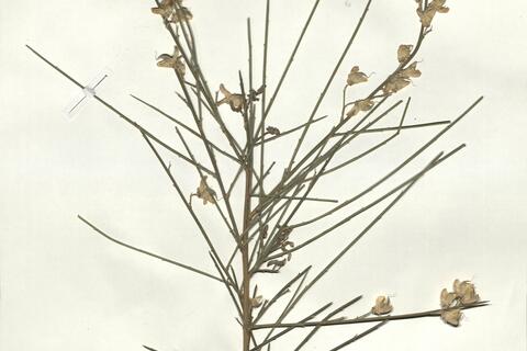 Genista haenseleri Boiss. -  RO-HSepv 18070 photo