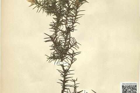 Genista hirsuta Vahl -  RO-HSepv 11346 photo