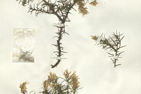 Genista hirsuta Vahl -  RO-HSepv 14174 photo