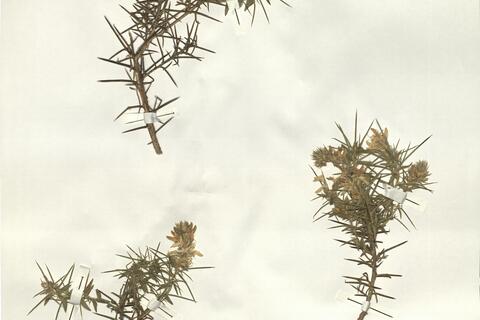 Genista hirsuta Vahl -  RO-HSepv 15210 photo